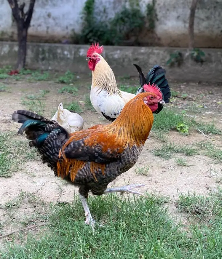 healthy chickens — photo 2
