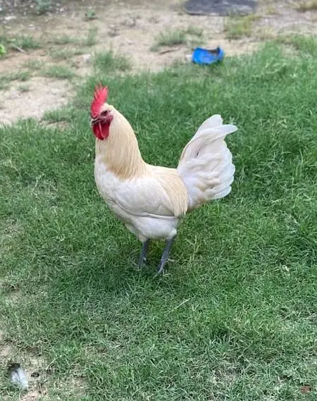 healthy chickens — photo 3