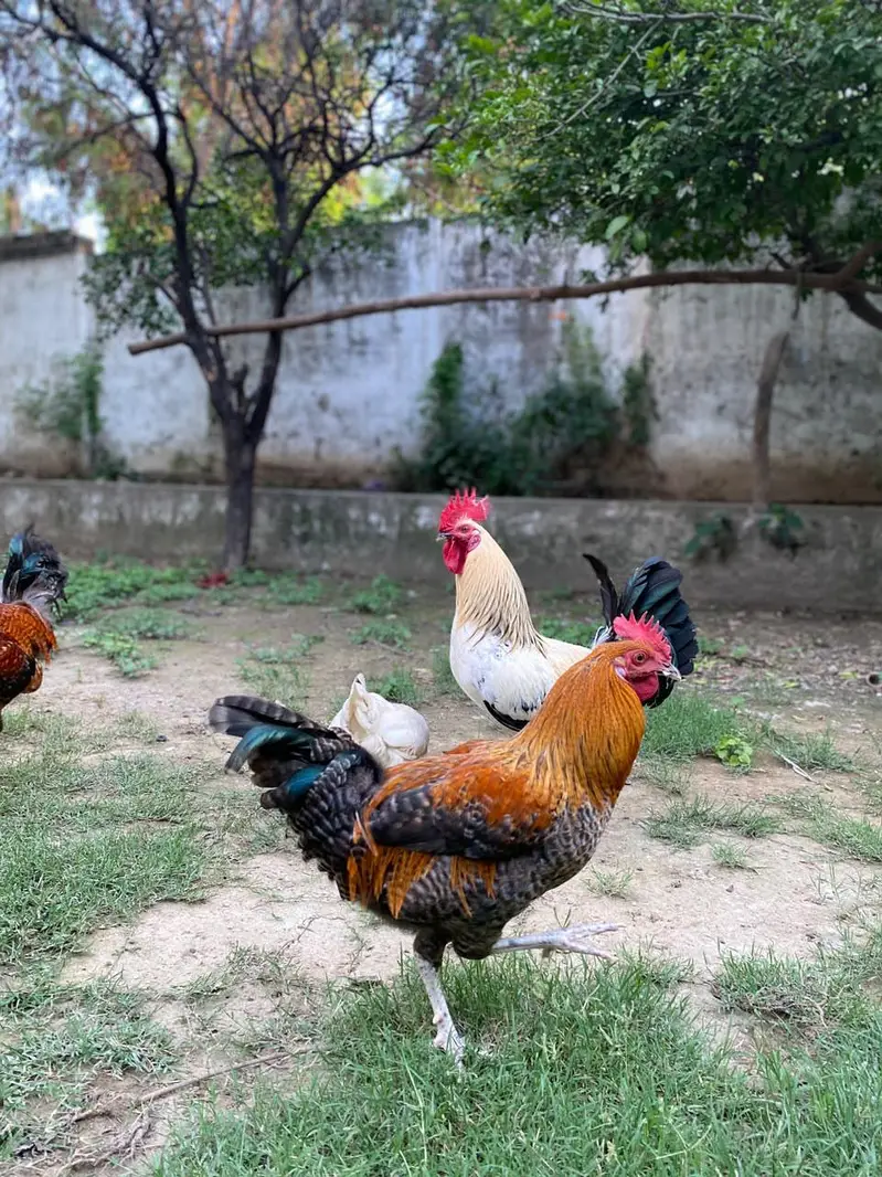 healthy chickens — photo 4