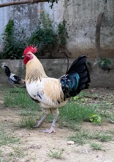 healthy chickens — photo 5
