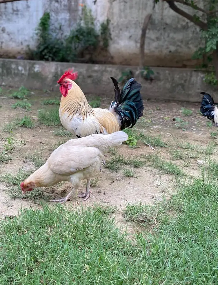 healthy chickens — photo 6