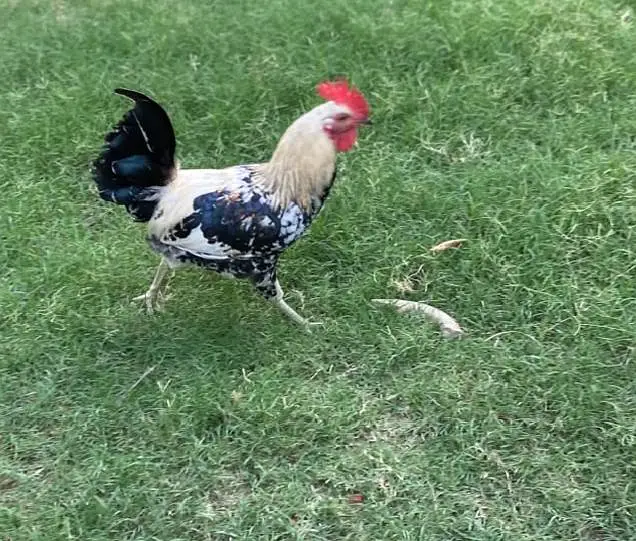 healthy chickens — photo 7
