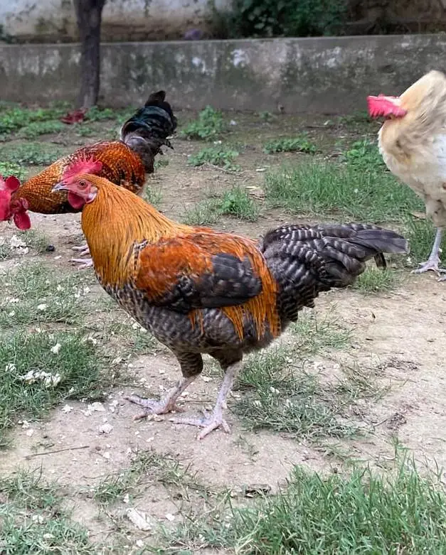healthy chickens — photo 8