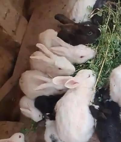 Rabbit Red eyes