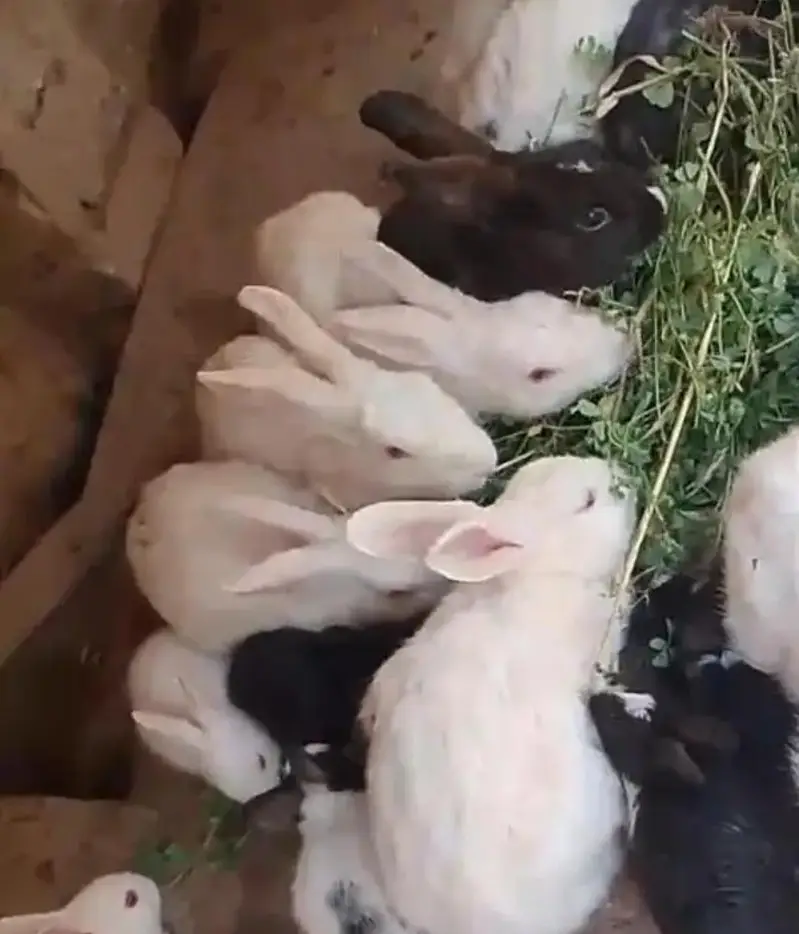 Rabbit Red eyes