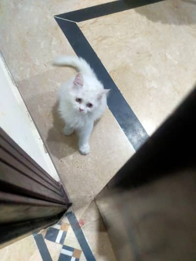 pearl cat