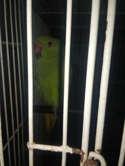 Green parrot pair