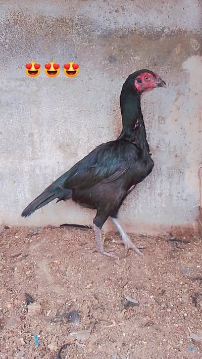 pure thai mushki female bohot mazboot