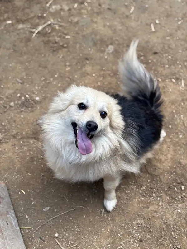 Russian Dog Healthy & Active — photo 2