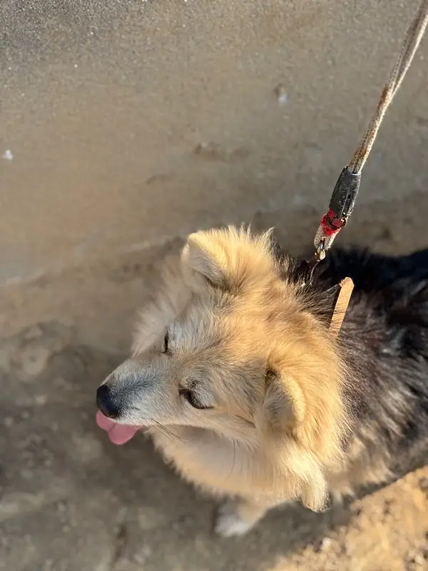 Russian Dog Healthy & Active — photo 3