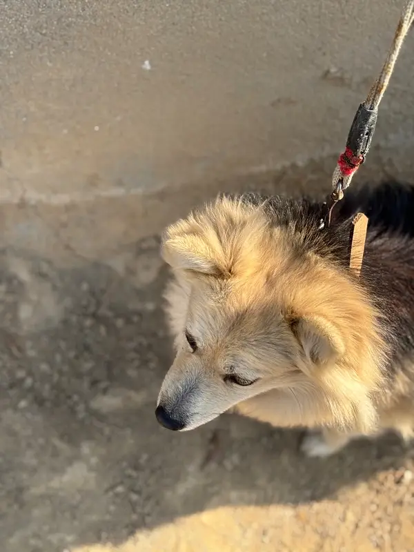 Russian Dog Healthy & Active — photo 4
