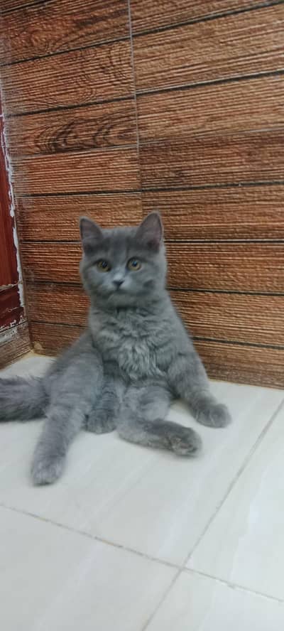 Beautiful and Playful home Raised cat for sale