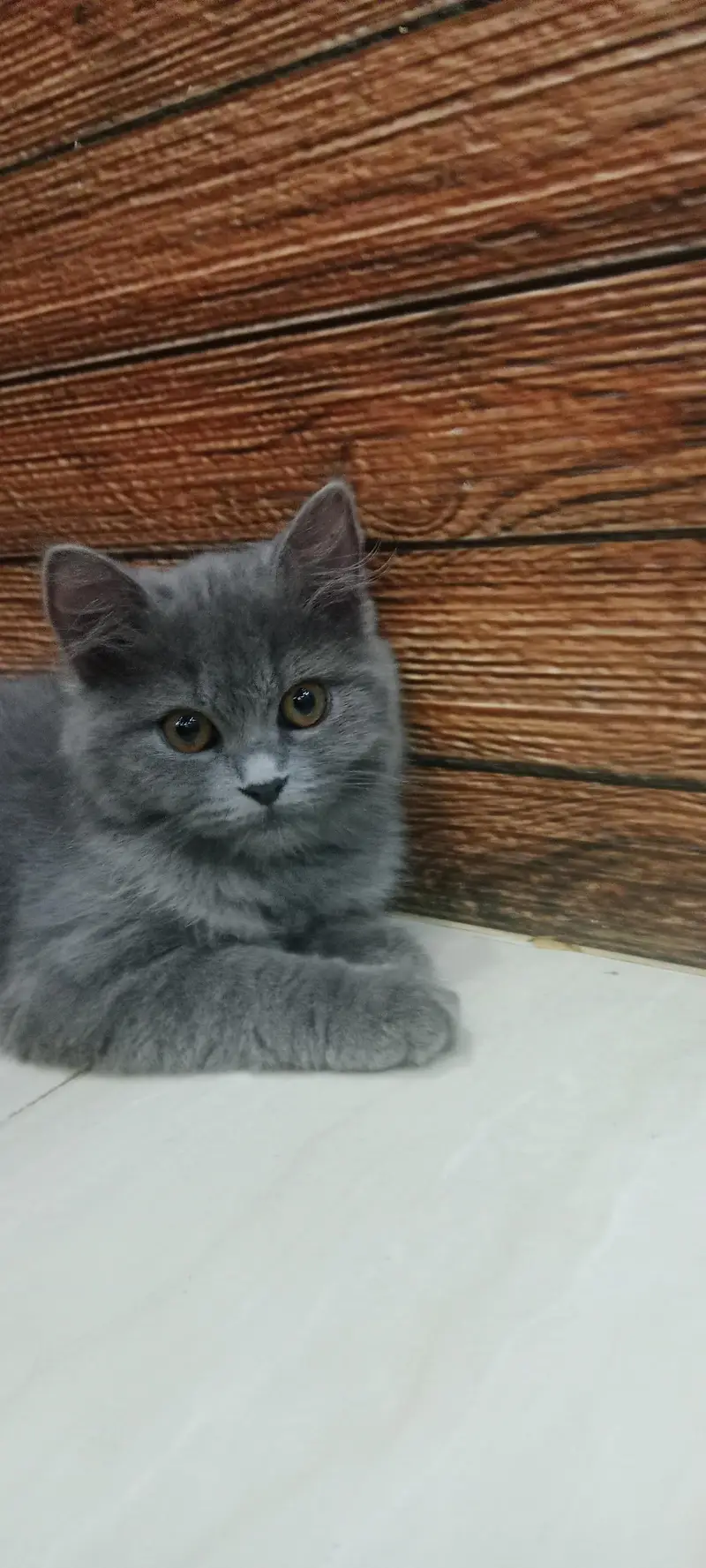 Beautiful and Playful home Raised cat for sale — photo 2