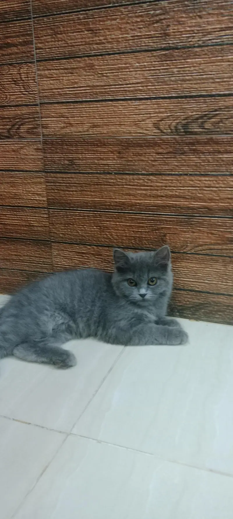 Beautiful and Playful home Raised cat for sale — photo 3