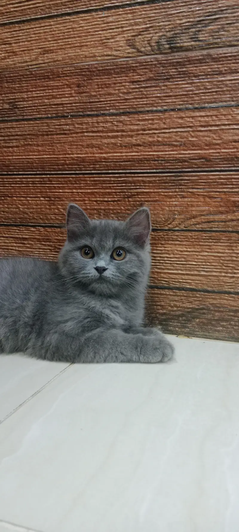 Beautiful and Playful home Raised cat for sale — photo 4