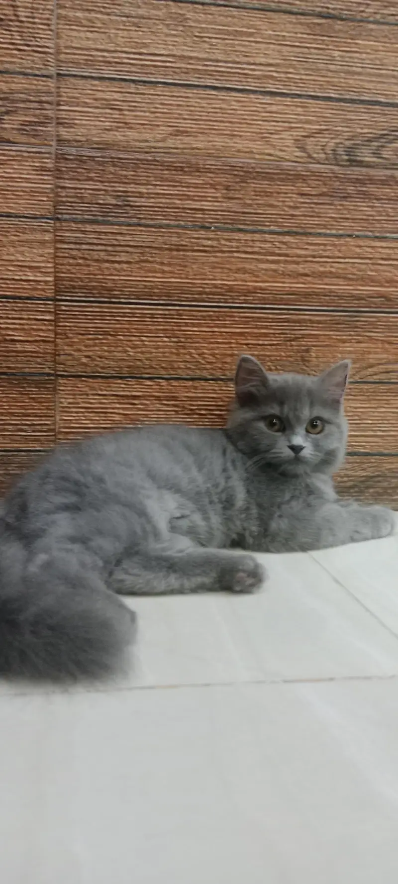Beautiful and Playful home Raised cat for sale — photo 5