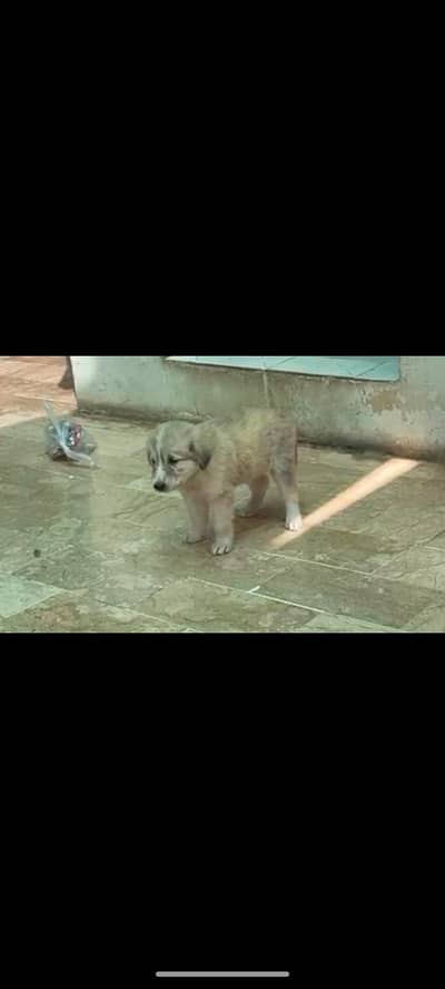 German Shepherd King Shephard Male Puppy 1 Month Old
