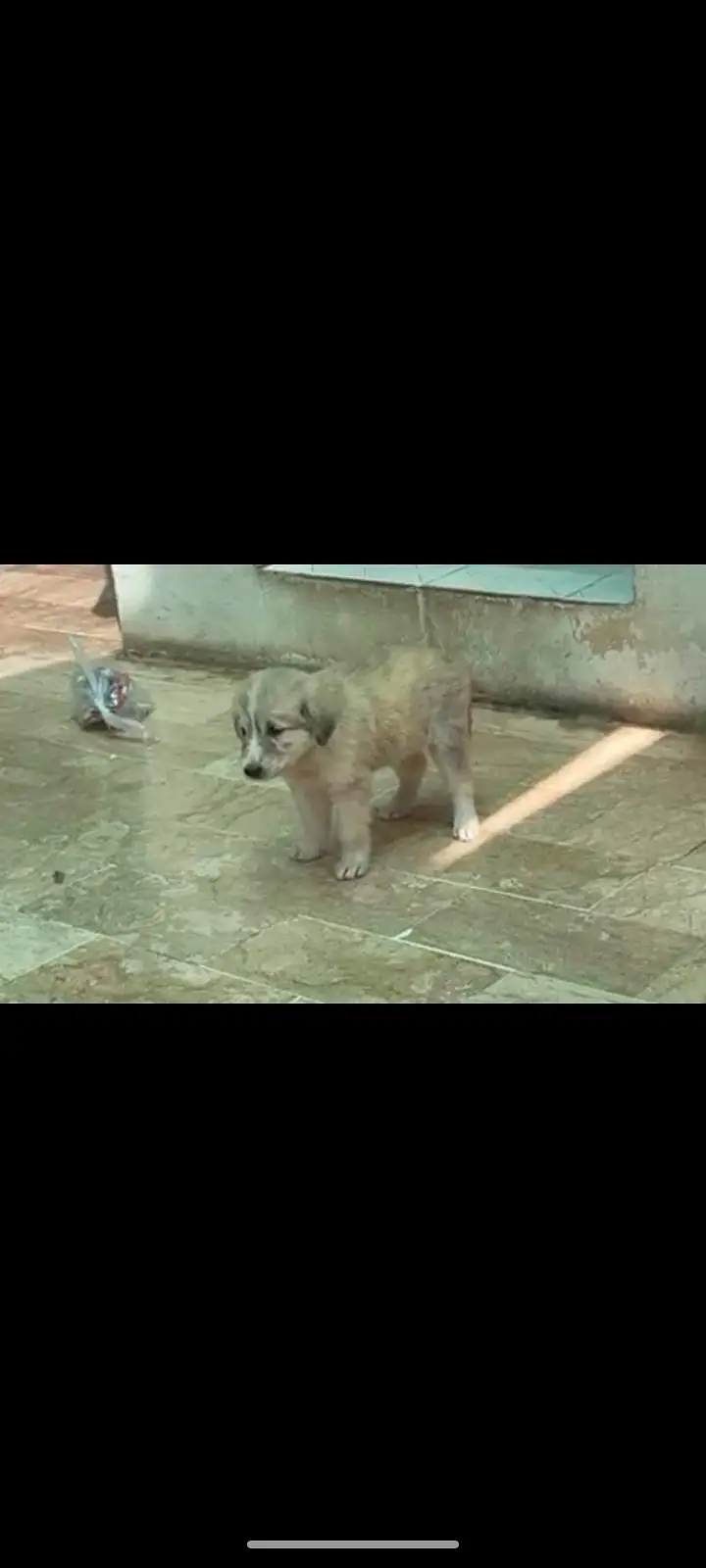 German Shepherd King Shephard Male Puppy 1 Month Old