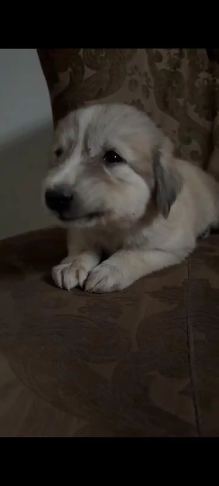 German Shepherd King Shephard Male Puppy 1 Month Old — photo 2