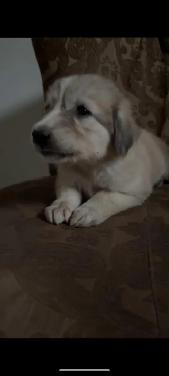 German Shepherd King Shephard Male Puppy 1 Month Old — photo 3