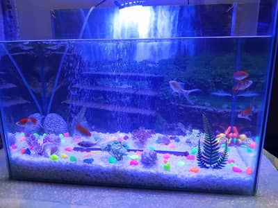 Aquarium 2x1.5x1 Footwith 7 Gold-fishes