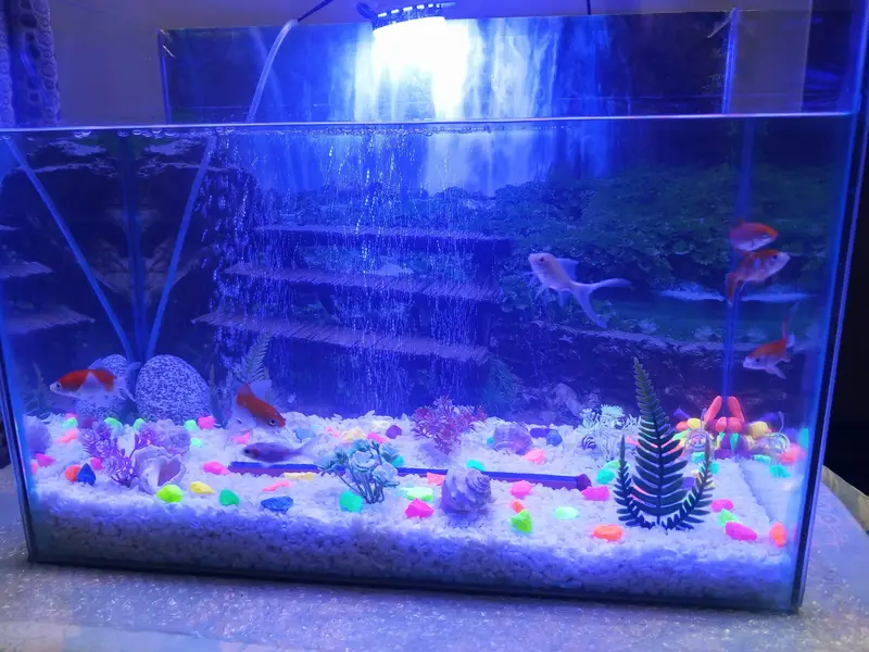 Aquarium 2x1.5x1 Footwith 7 Gold-fishes