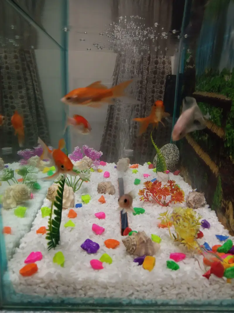 Aquarium 2x1.5x1 Footwith 7 Gold-fishes — photo 2
