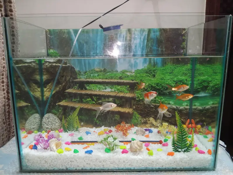 Aquarium 2x1.5x1 Footwith 7 Gold-fishes — photo 3