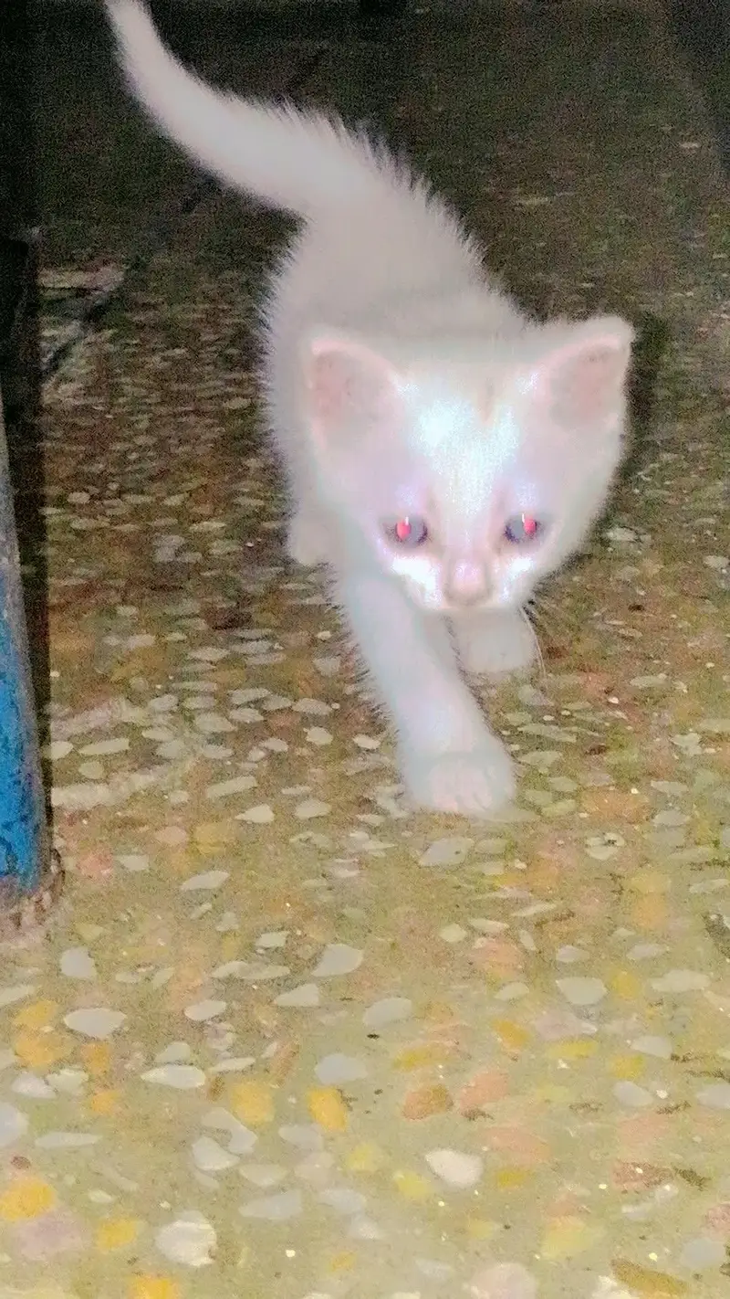 triple coated kitten blue eye liter trained — photo 2