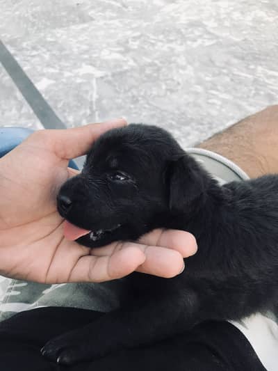 Pure labrador male puppy