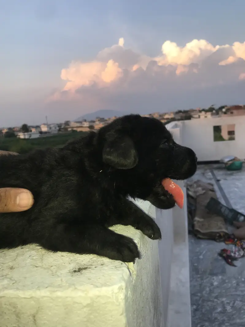 Pure labrador male puppy — photo 2