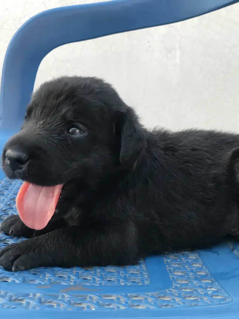 Pure labrador male puppy — photo 3