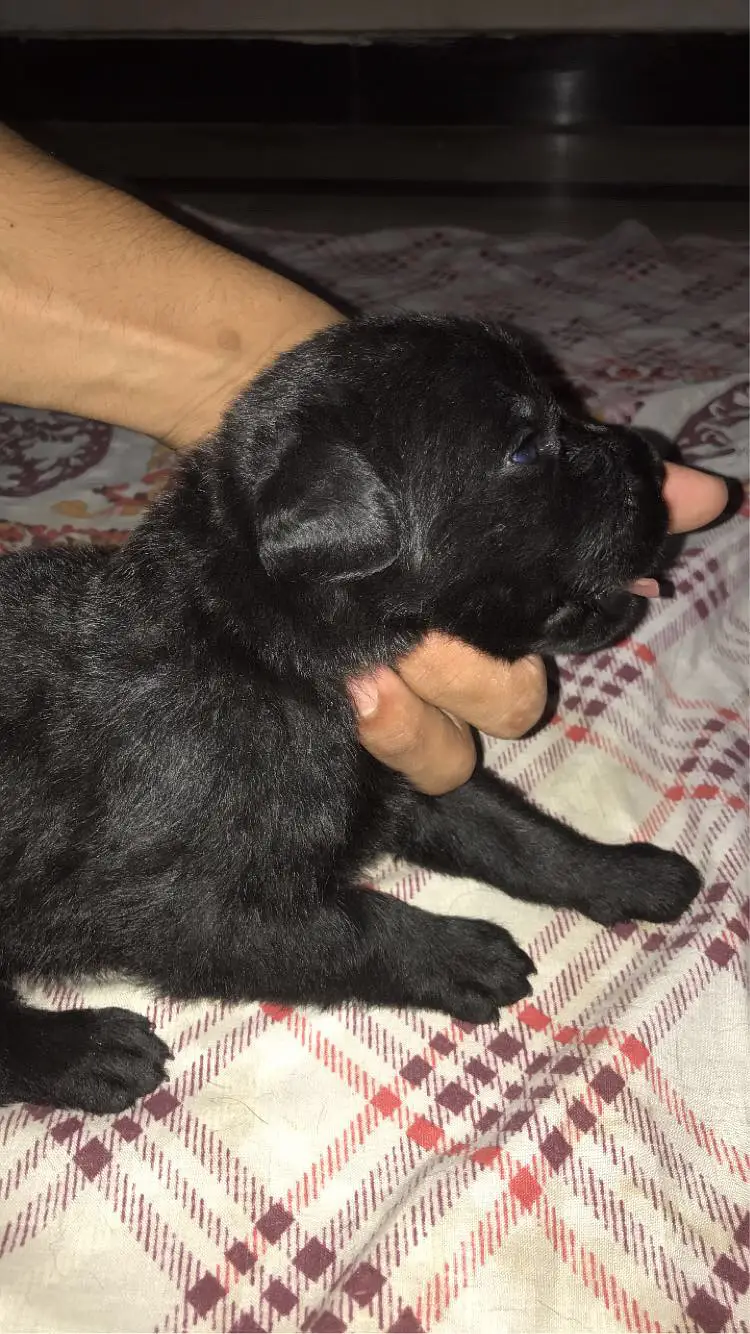 Pure labrador male puppy — photo 4