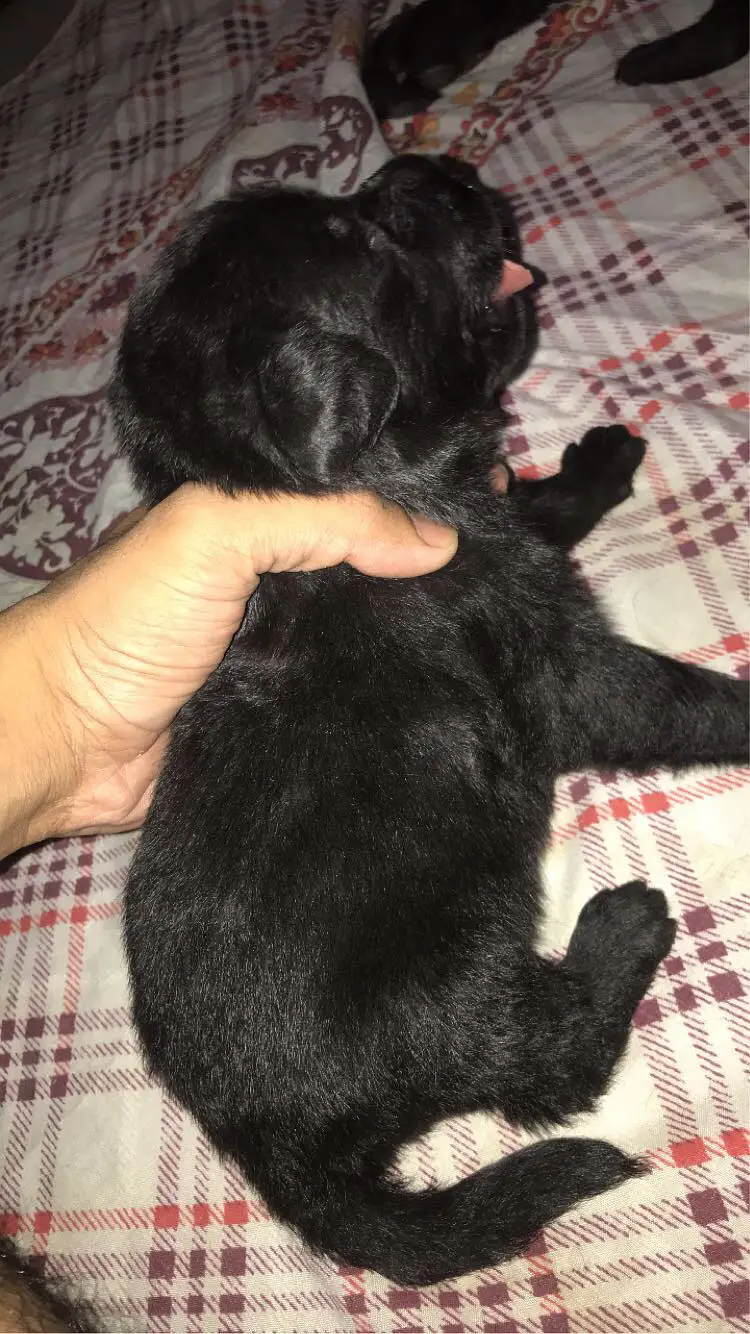 Pure labrador male puppy — photo 5