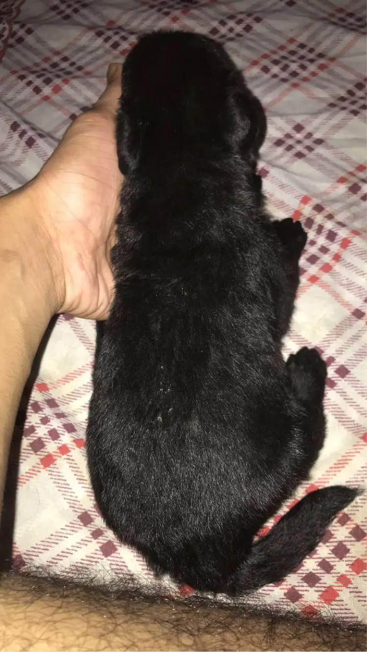 Pure labrador male puppy — photo 6