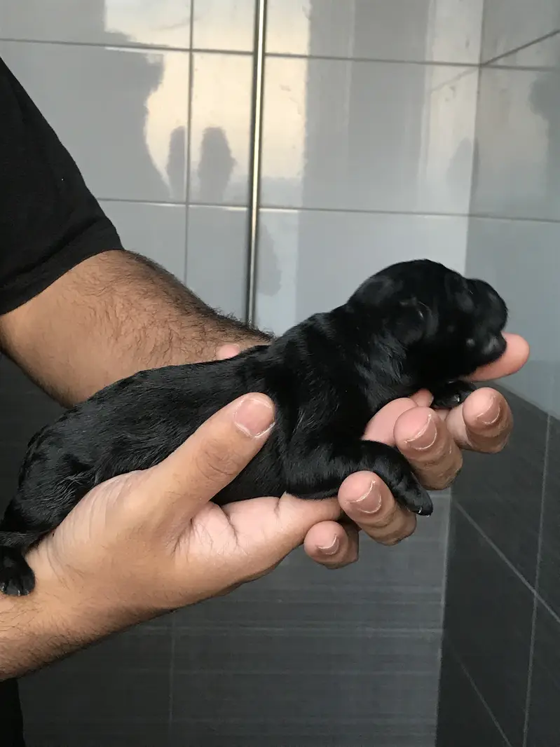 Pure labrador male puppy — photo 7