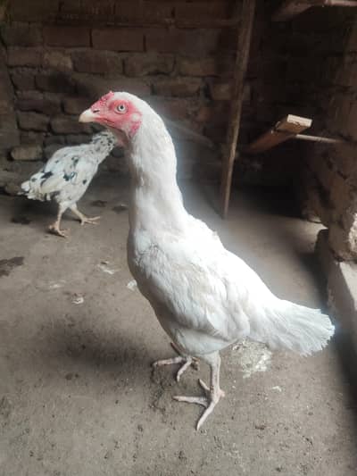 Lakha Aseel, Shamo Hen & Other Pure Aseel Birds