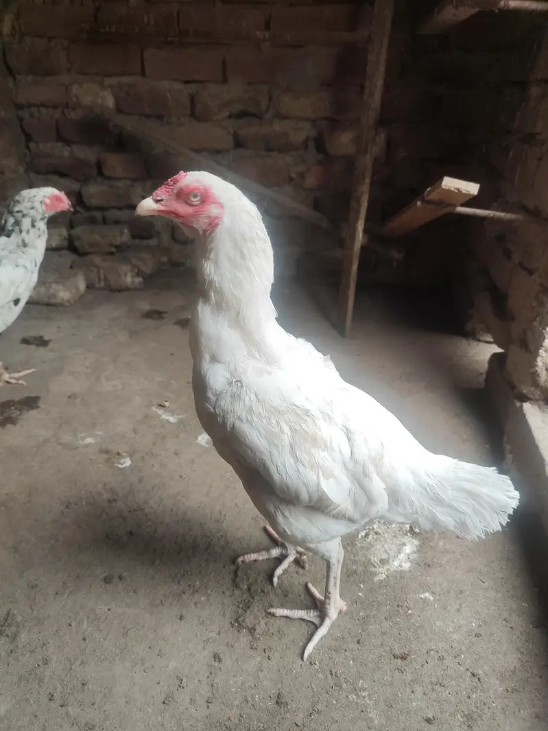 Lakha Aseel, Shamo Hen & Other Pure Aseel Birds — photo 2