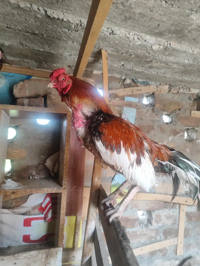 Lakha Aseel, Shamo Hen & Other Pure Aseel Birds — photo 3