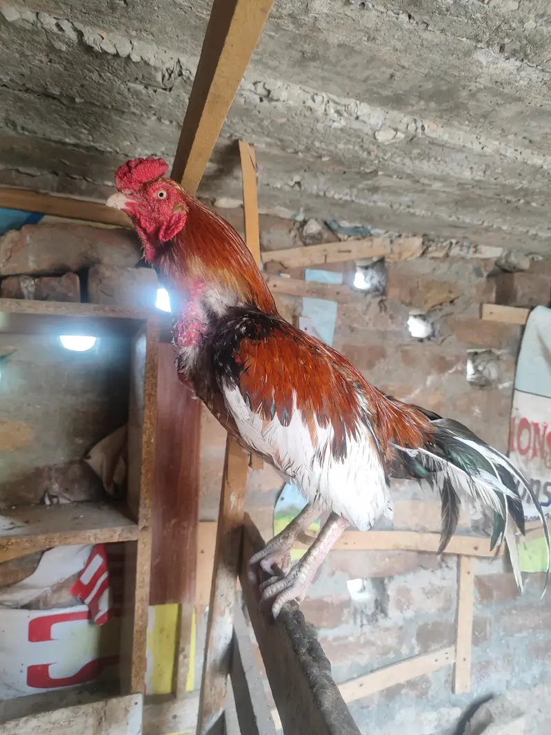 Lakha Aseel, Shamo Hen & Other Pure Aseel Birds — photo 4
