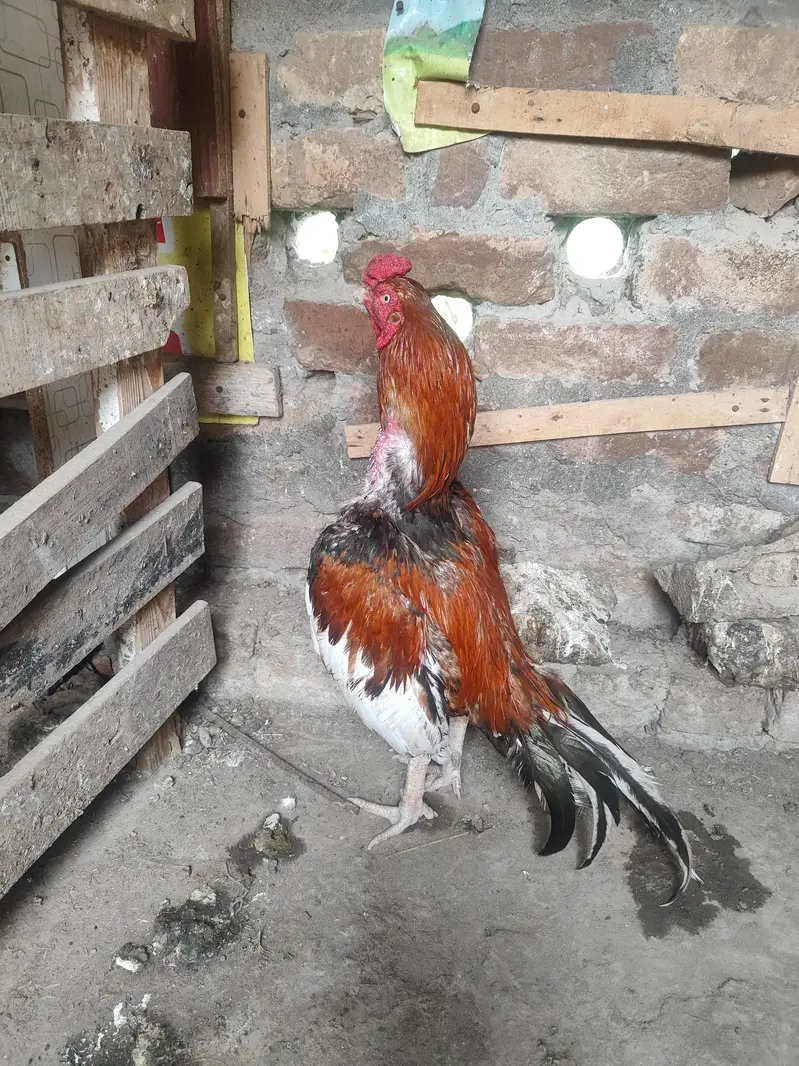 Lakha Aseel, Shamo Hen & Other Pure Aseel Birds — photo 5