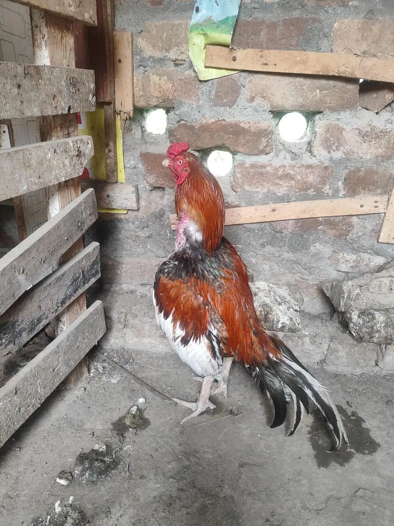 Lakha Aseel, Shamo Hen & Other Pure Aseel Birds — photo 6