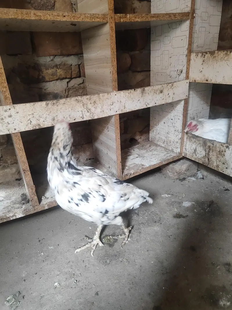 Lakha Aseel, Shamo Hen & Other Pure Aseel Birds — photo 7