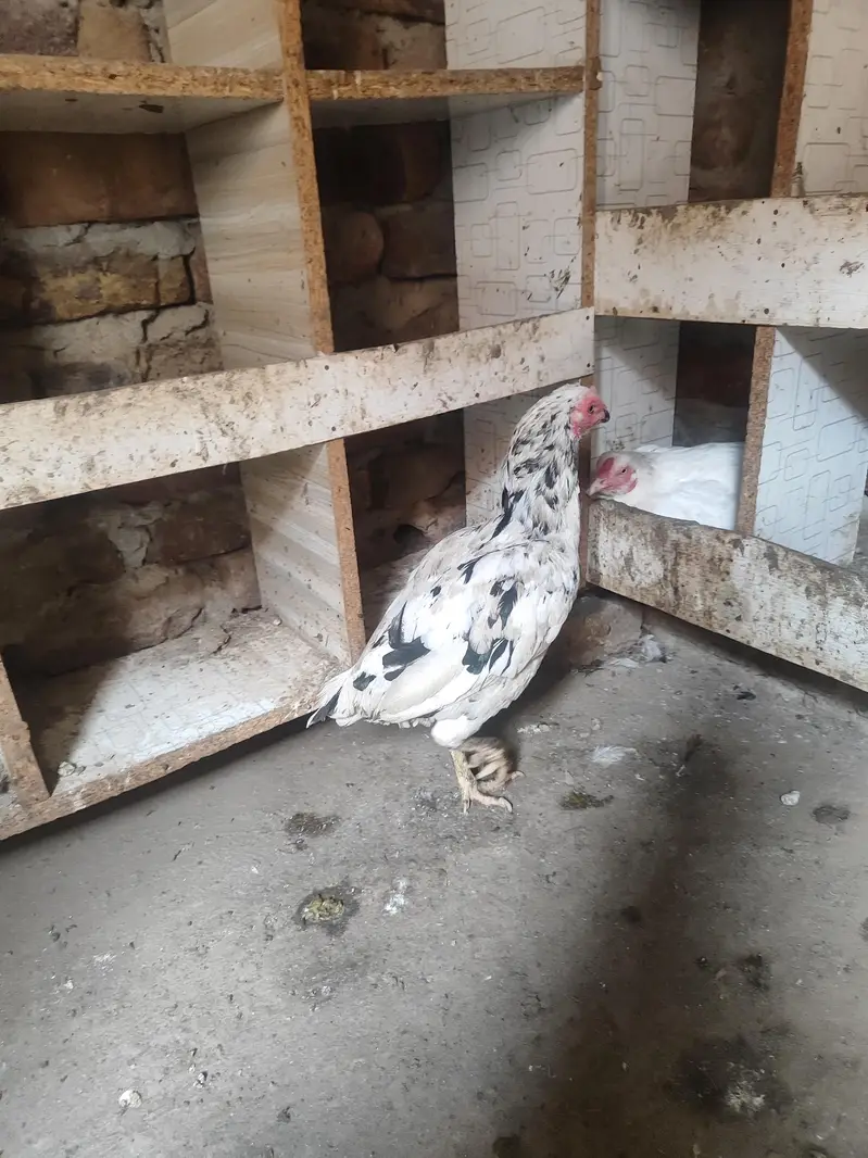 Lakha Aseel, Shamo Hen & Other Pure Aseel Birds — photo 8