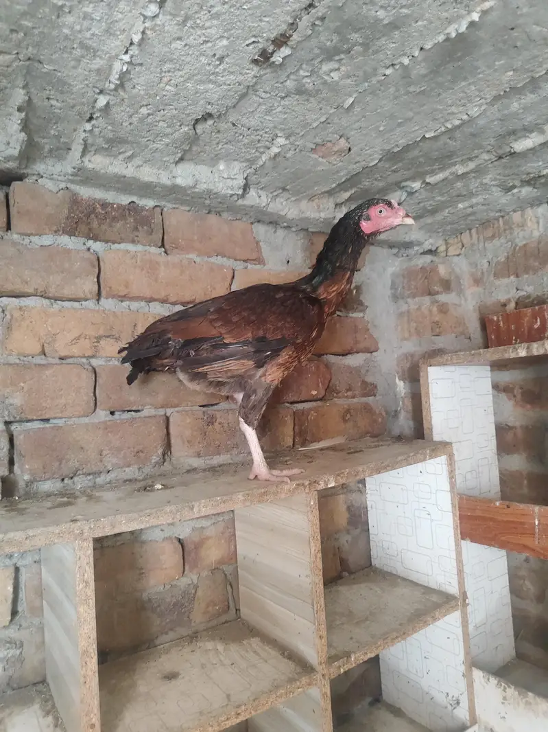 Lakha Aseel, Shamo Hen & Other Pure Aseel Birds — photo 9