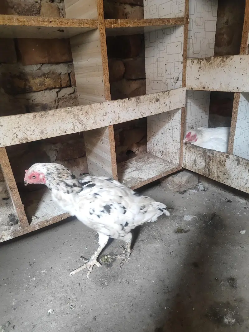 Lakha Aseel, Shamo Hen & Other Pure Aseel Birds — photo 10