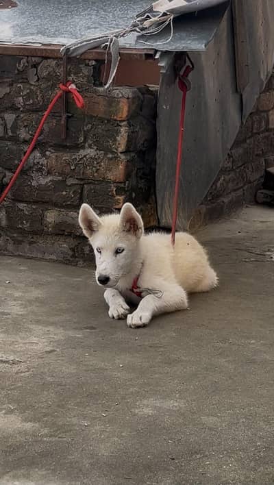 top quality white Siberian husky male puppy