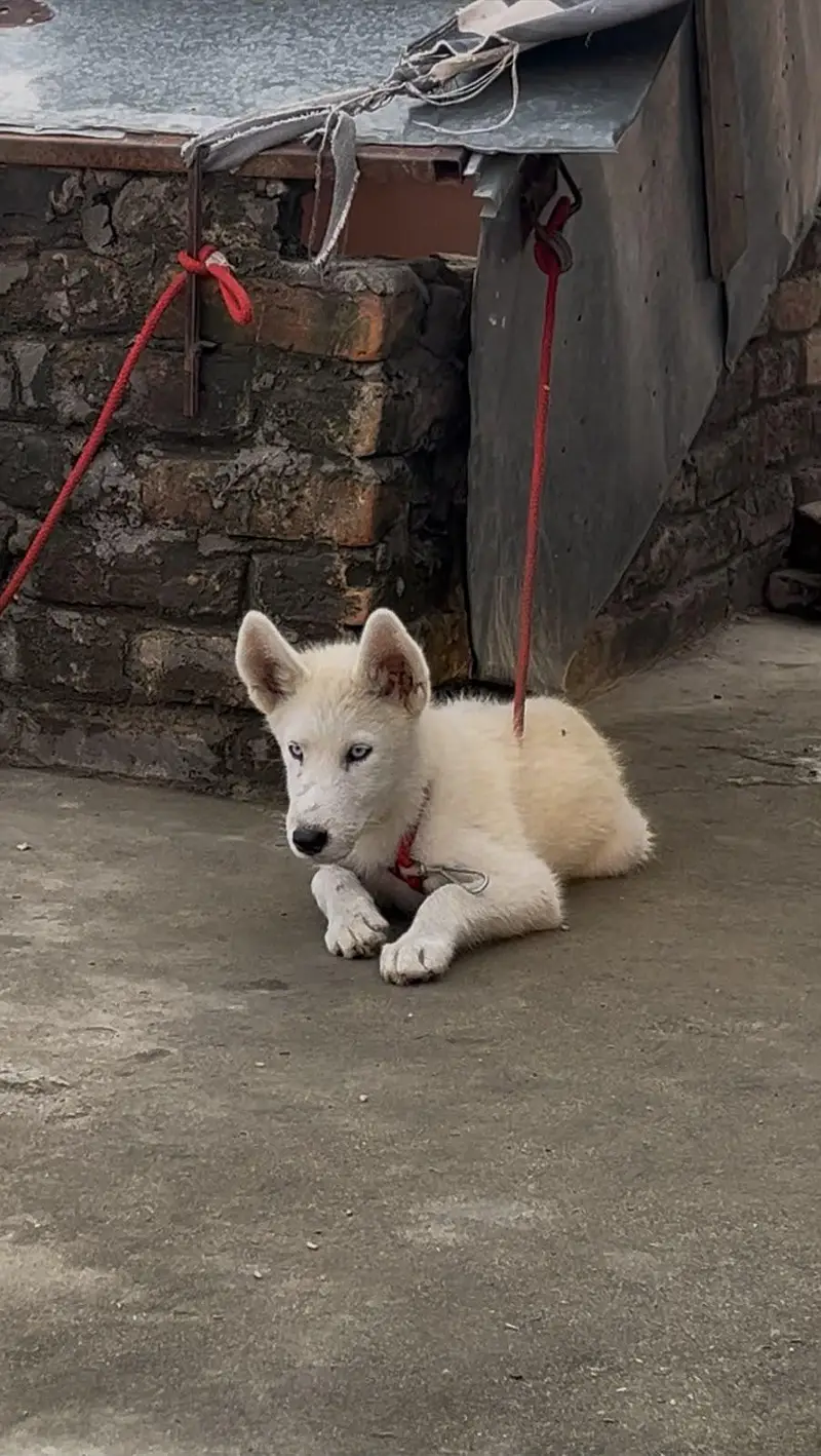 top quality white Siberian husky male puppy