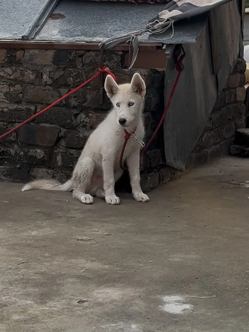 top quality white Siberian husky male puppy — photo 2