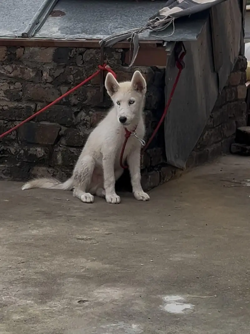 top quality white Siberian husky male puppy — photo 3